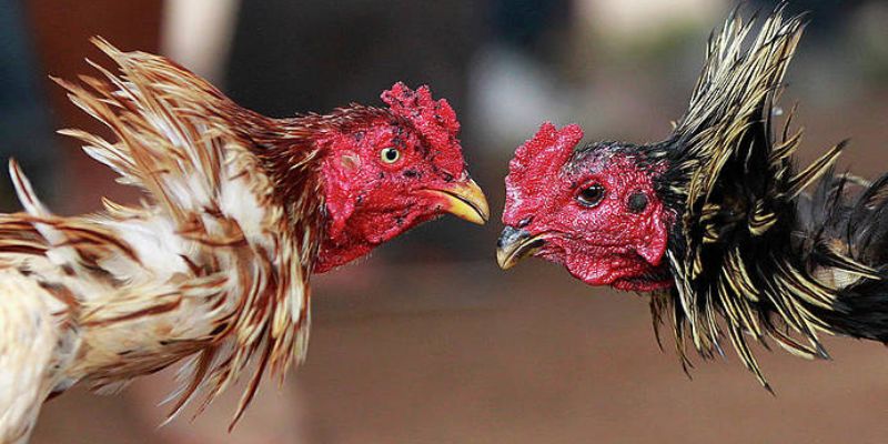 Chọn trận đá gà có mức cược vừa