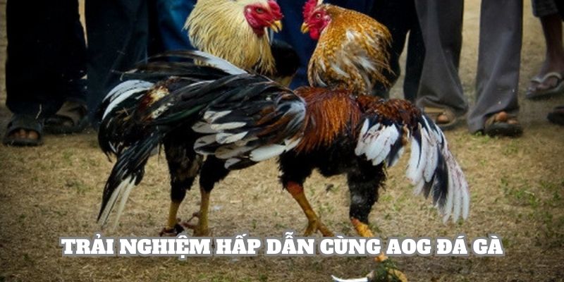 Trải nghiệm cá cược siêu hấp dẫn cùng AOG Đá Gà