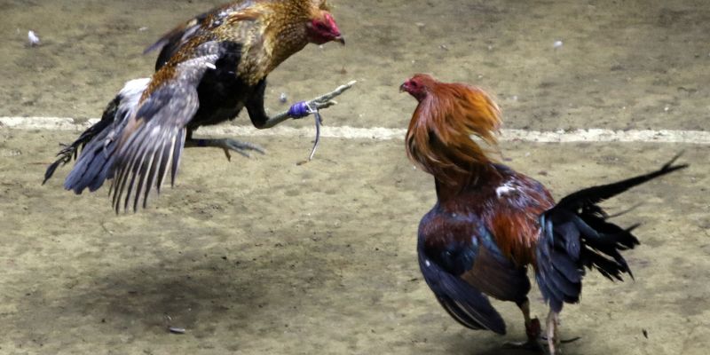 Giới thiệu Đá gà Thomo XIN88
