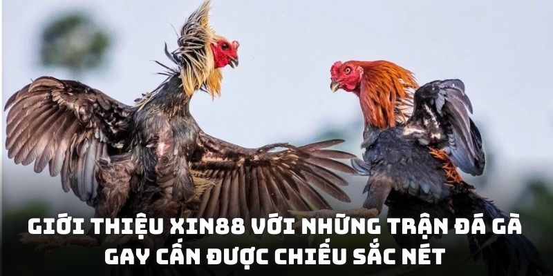 Giới thiệu XIN88 với những trận đá gà gay cấn được chiếu sắc nét