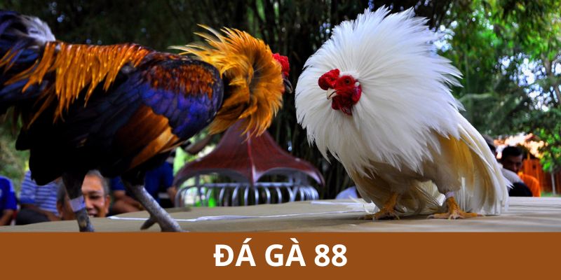 Đá gà 88
