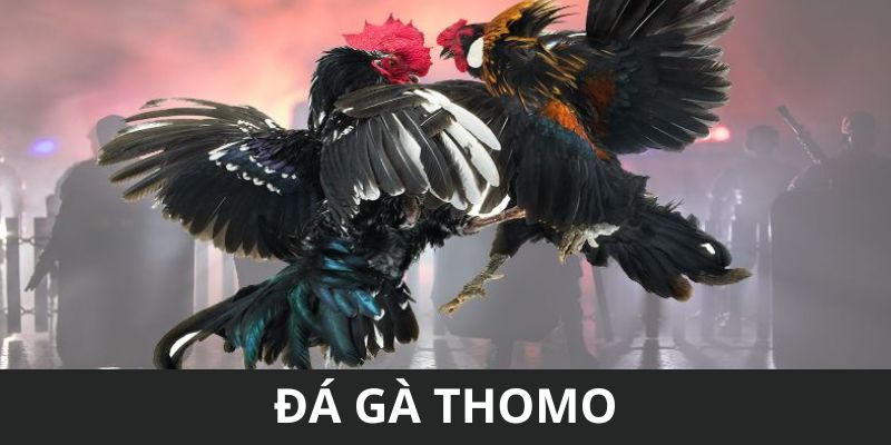 Đá gà Thomo