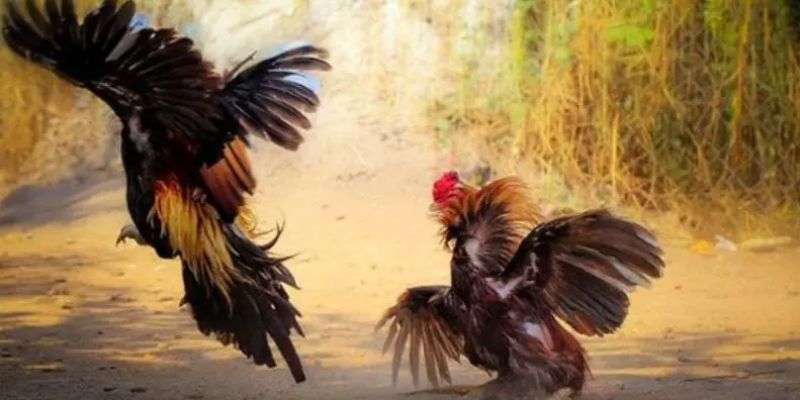 XIN88 cung cấp nhiều thể loại chọi gà